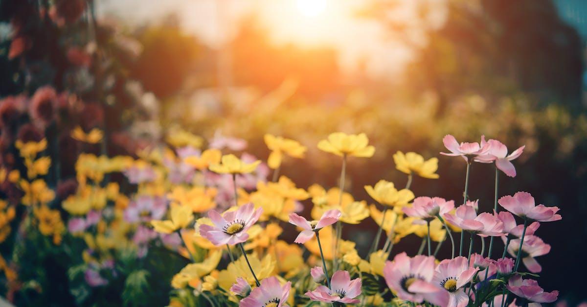 10 enkla steg för att göra din trädgård redo för våren